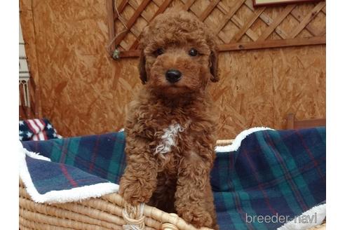 成約済の宮城県のトイプードル-143086の3枚目